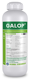 Galop