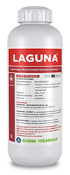 Laguna