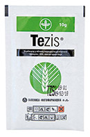 Tezis
