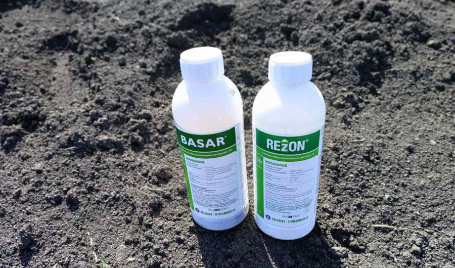 Basar + Rezon