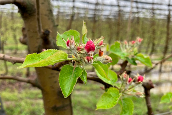 Cvetanje jabuke