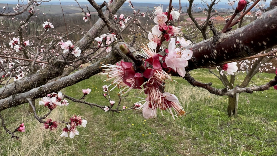 Cvetanje kajsije