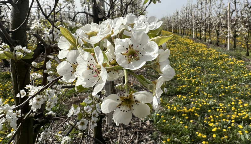 Cvetanje kruške