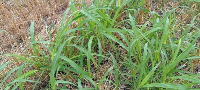 Glifol totalni herbicid