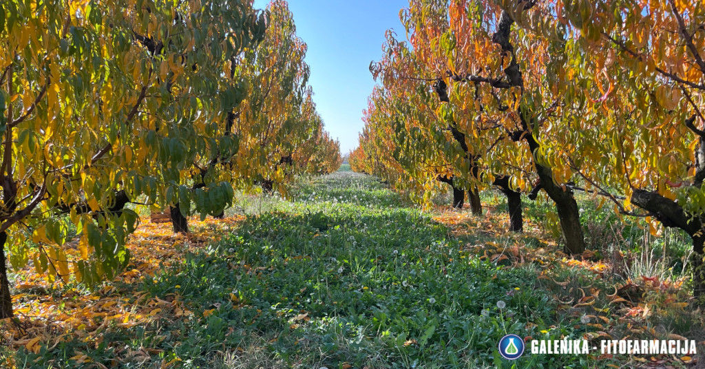 Jesenje plavo prskanje Jesenje plavo prskanje