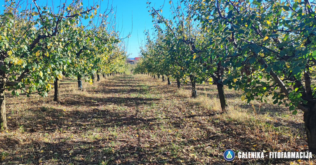 Jesenje plavo prskanje Jesenje plavo prskanje