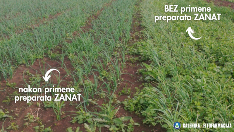 Zanat - primena