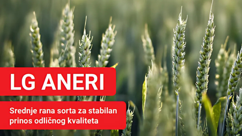 LG Aneri