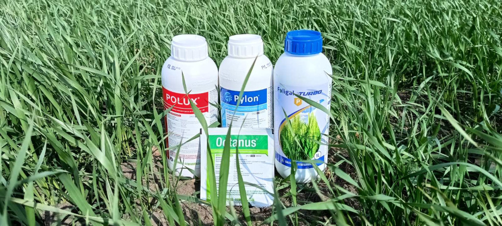 Prvi tretman pšenice