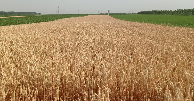 LG pšenica