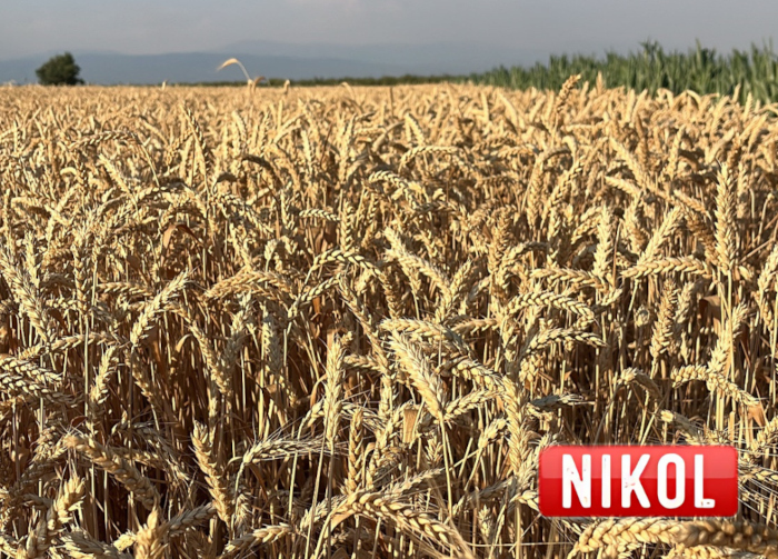 LG Nikol
