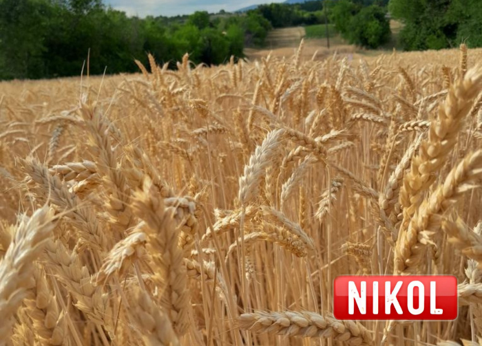 LG NIkol
