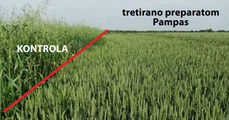 Pampas
