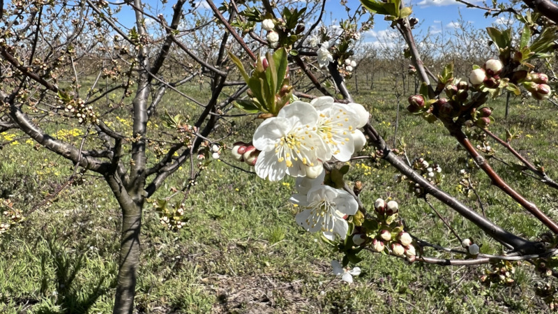 Cvetanje višnje