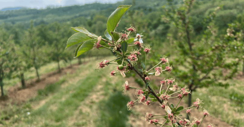 Višnja