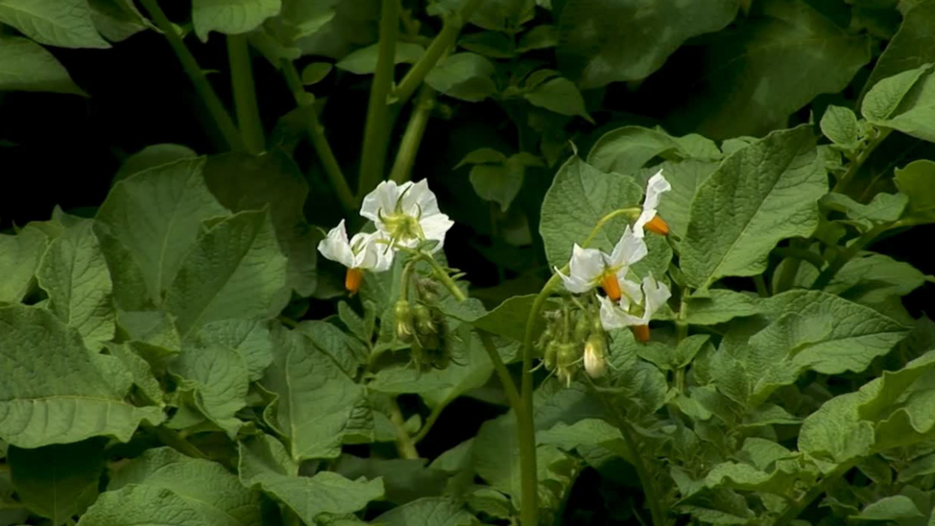 Cvetanje krompira