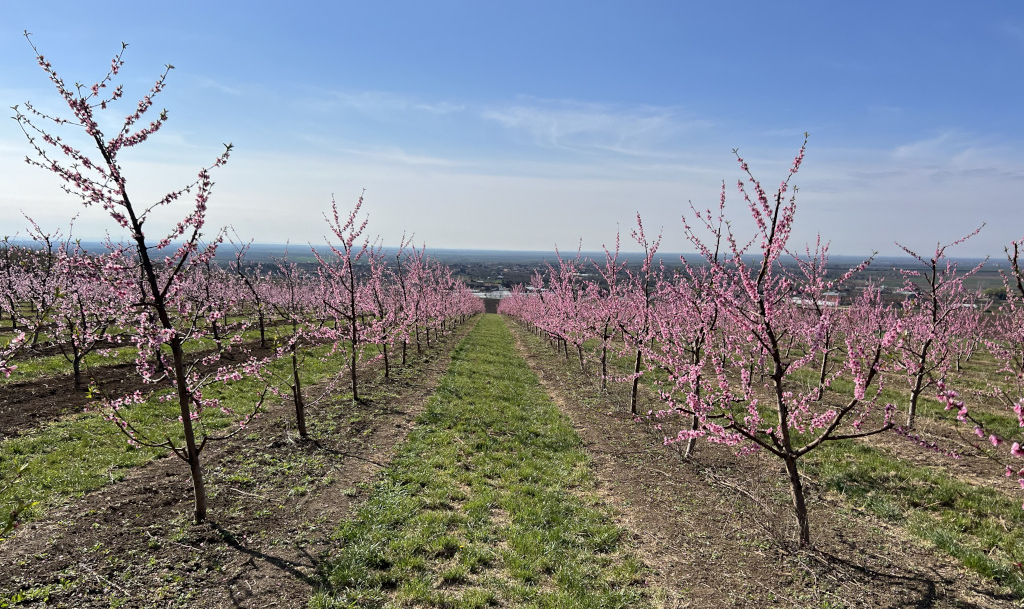 Zasad koštičavih voćaka 
