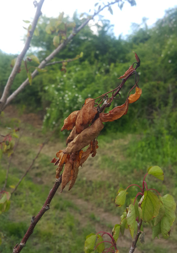 Bakterioze i izumiranje grana koštičavog voća