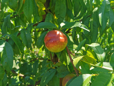 Zaštita zasada kasnih sorti breskve i nektarine