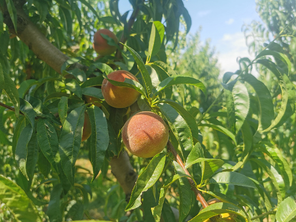 Zaštita zasada breskve i nektarine