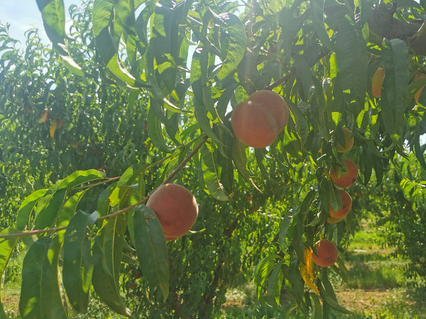 Zaštita zasada breskve i nektarine