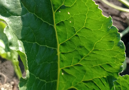 Cercospora beticola