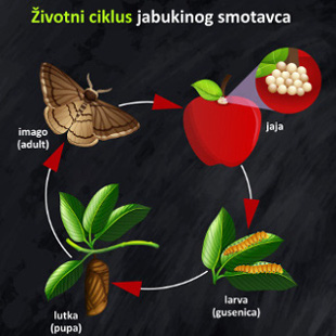 Životni ciklus jabukinog smotavca