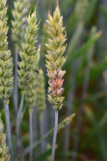 Fusarium sp.