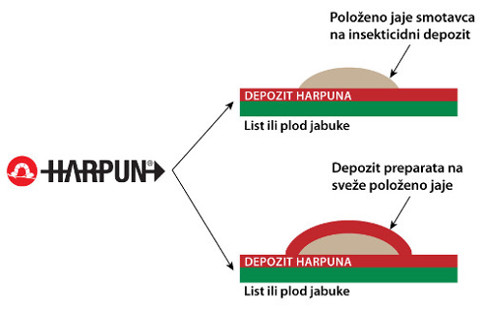 Depozit harpuna