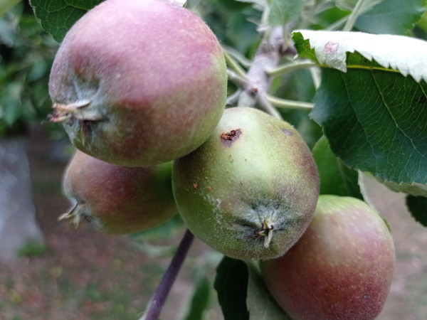 Zaštita jabuke protiv grinja I jabukinog smotavca