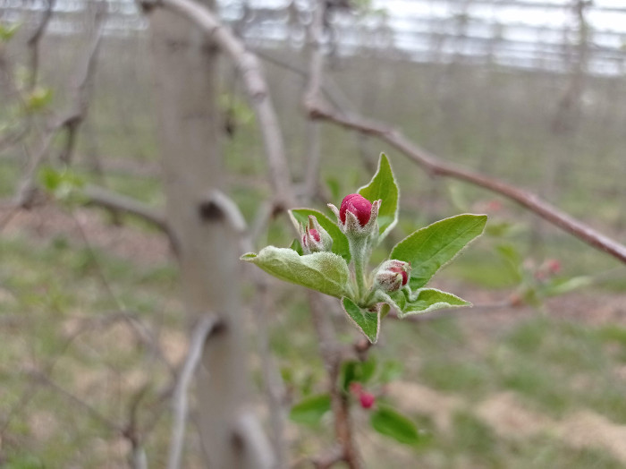 Jabuka u cvetanju