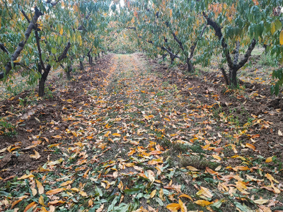 Jesenje plavo tretiranje - breskva