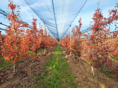 Jesenje plavo tretiranje - kruška