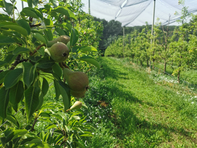 Zaštita protiv kruškine buve 