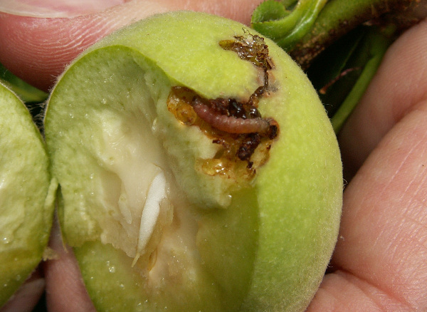 Larva breskvinog smotavca u plodu