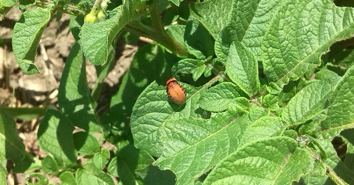 Larva zlatice u krompiru