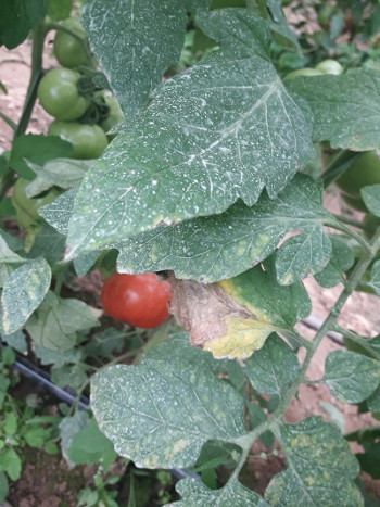 Plamenjača na paradajzu