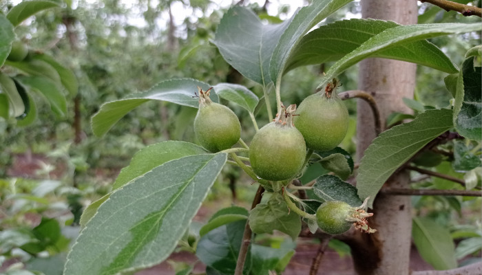 Plod jabuke