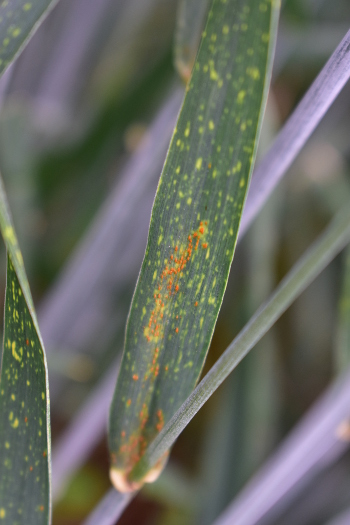 Puccinia recondita (lisna rđa)