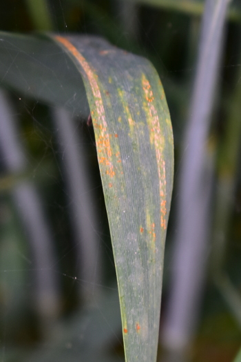 Puccinia striiformis (žuta rđa)