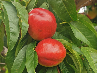 Zaštita ranih sorti breskve i nektarine