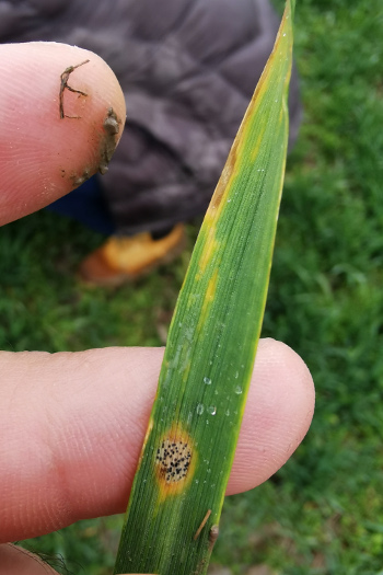 Septoria tritici (siva pegavost lista)