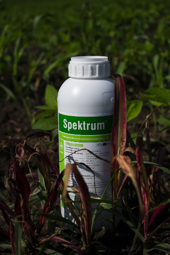 Spektrum