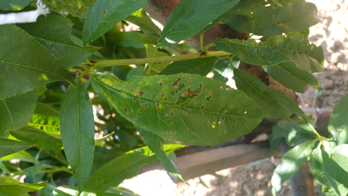 Šupljikavost lista kod koštičavog voća - breskva (Stigmina carpophylla)