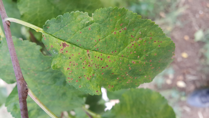 Šupljikavost lista - koštičavo voće - šljiva (Stigmina carpophylla)