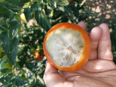 Suva trulež na plodu paradajza