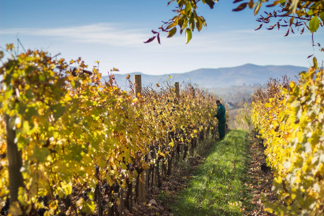 Vinogradarstvo u Srbiji