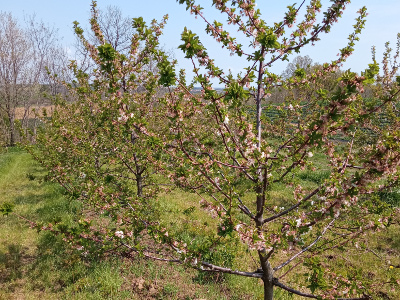 Višnja