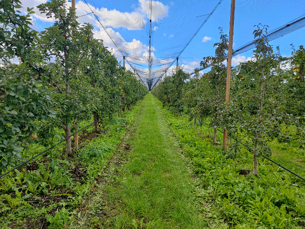 Tretiranje u zasadima kruške posle berbe