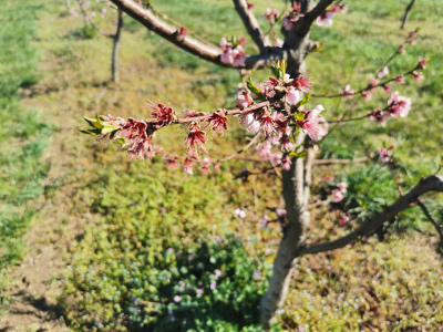 Zasadi breskve i nektarine